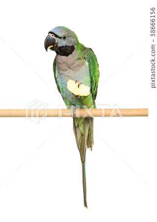 Ringnecked Parakeet 38666156
