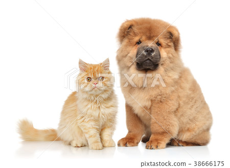 Cat and dog together Cat and dog together 38666175