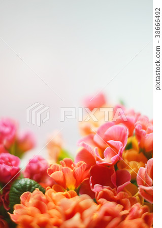 Primula Julian Flower Pink Orange 38666492