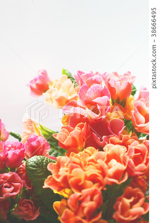Primula Julian Flower Pink Orange 38666495