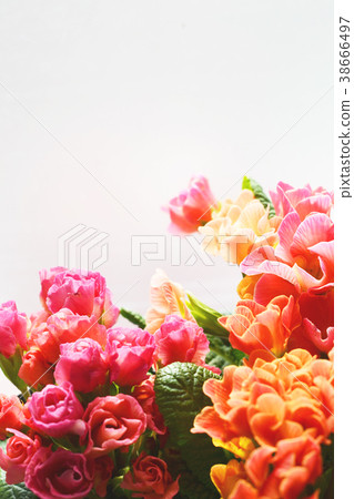 報春花朱利安花粉紅色橙色 報春花朱利安花粉紅色橙色 38666497