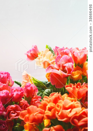 Primula Julian Flower Pink Orange 38666498