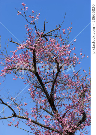 Jiri Mountain, Gurye-gun, Jeonnam 38666820