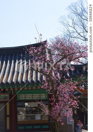 Hwaeomsa（歷史遺址No。505），Jiri Mountain，Gurye-gun，Jeonnam 38666824