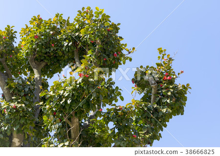 全羅武里郡吉日山 38666825