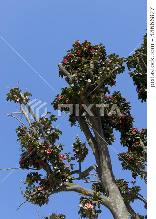 Jiri Mountain, Gurye-gun, Jeonnam 38666827