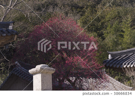 Hwaeomsa(歷史遺址No。505),Jiri Mountain,Gurye-gun,Jeonnam Hwaeomsa(歷史遺址No。505),Jiri Mountain,Gurye-gun,Jeonnam 38666834