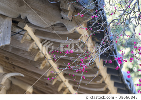 Hwaeomsa (Historic Site No. 505), Jiri Mountain, Gurye-gun, Jeonnam Hwaeomsa (Historic Site No. 505), Jiri Mountain, Gurye-gun, Jeonnam 38666845