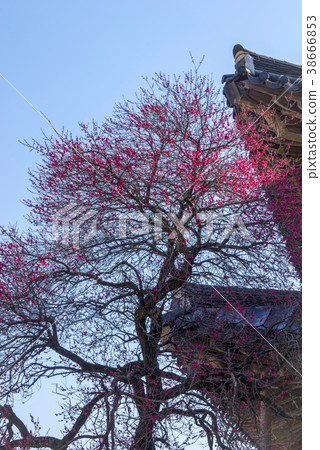 Hwaeomsa (Historic Site No. 505), Jiri Mountain, Gurye-gun, Jeonnam 38666853