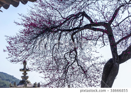 Hwaeomsa (Historic Site No. 505), Jiri Mountain, Gurye-gun, Jeonnam Hwaeomsa (Historic Site No. 505), Jiri Mountain, Gurye-gun, Jeonnam 38666855