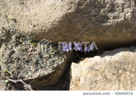 Hwaeomsa (Historic Site No. 505), Jiri Mountain, Gurye-gun, Jeonnam Hwaeomsa (Historic Site No. 505), Jiri Mountain, Gurye-gun, Jeonnam 38666858