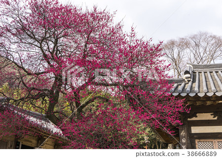 Hwaeomsa(歷史遺址No。505),Jiri Mountain,Gurye-gun,Jeonnam Hwaeomsa(歷史遺址No。505),Jiri Mountain,Gurye-gun,Jeonnam 38666889