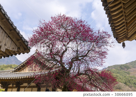 Hwaeomsa (Historic Site No. 505), Jiri Mountain, Gurye-gun, Jeonnam 38666895