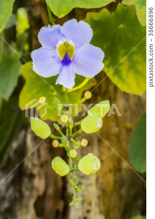 Blue orchid flower 38666896