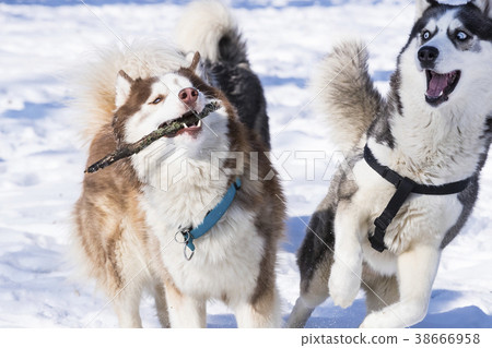 Siberian husky dogs for a walk in the winter park. 38666958