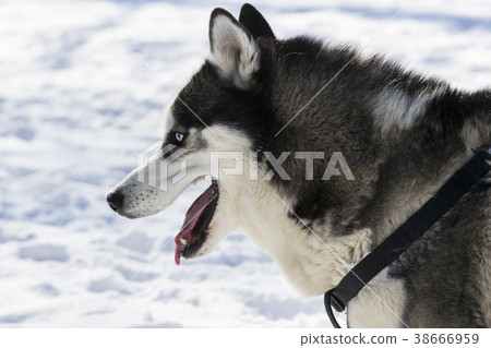 Siberian husky dogs for a walk in the winter park. 38666959