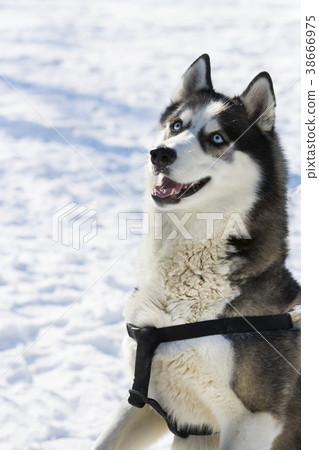 Siberian husky dogs for a walk in the winter park. 38666975