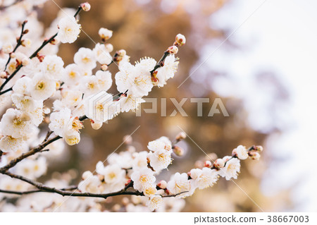 Plum blossoms in full bloom 38667003