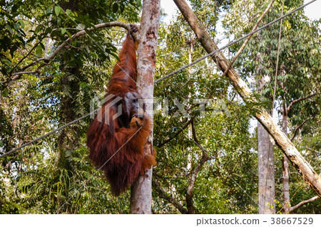 orangutan sitting a tree orangutan sitting a tree 38667529