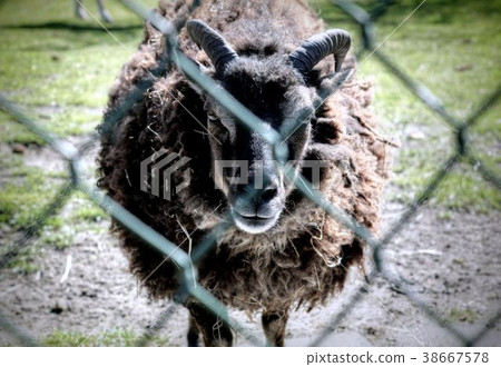 Dutch wildlife on a sunny day 38667578