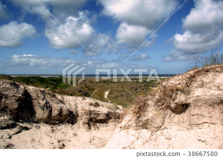 Dutch wildlife on a sunny day 38667580