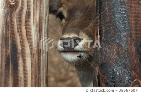 A walk in the Amsterdam Forest 38667607