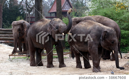 Dutch wildlife on a sunny day 38667608