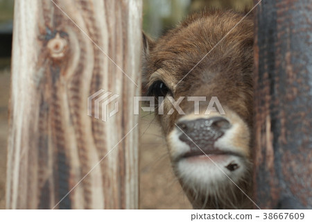 A walk in the Amsterdam Forest 38667609