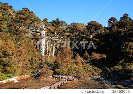 Yakushima Kamogawa mountain climbing mouth-Miyanoura Takeyama mountain trail Kobananoegawa 38668093