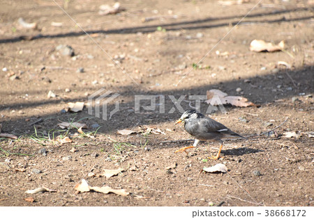 椋鳥星（橡膠） 38668172