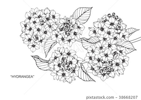 Hydrangea flower drawing illustration. 38668207