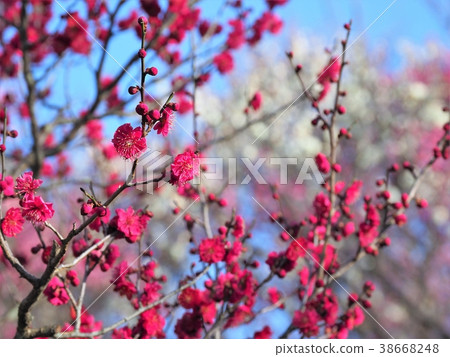 Plum blossoms in full bloom Plum blossoms in full bloom 38668248