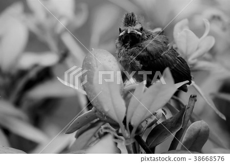 Black and white of baby cardinal leaves the nest Black and white of baby cardinal leaves the nest 38668576