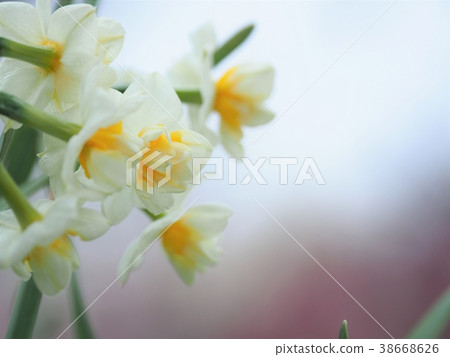 Nihonzusen（雙花） 38668626