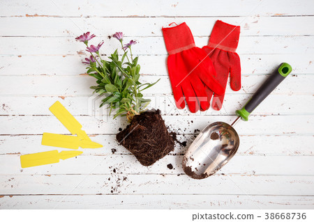 Gardening tools and flowers in pot for planting 38668736