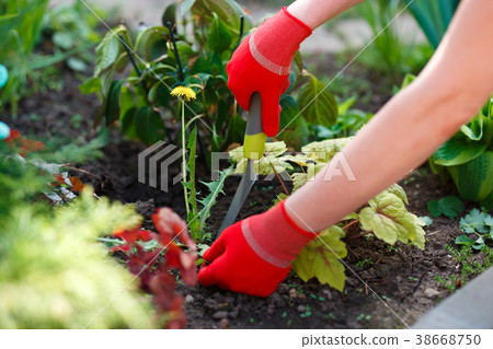Photo of gloved woman hands with tool removing Photo of gloved woman hands with tool removing 38668750