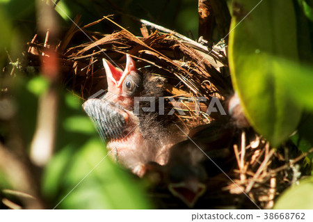 Five day old cardinal in the nest 38668762