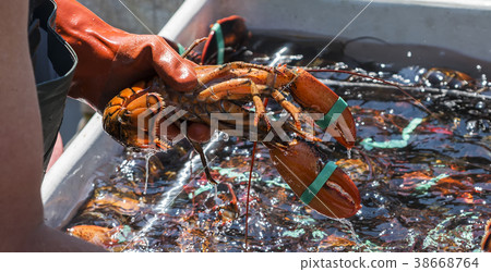 Fisher holding live lobster over a bin  38668764