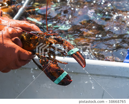Fisherman holding a lobster  38668765