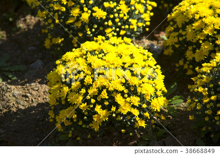 仁川西區夢園 38668849