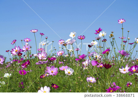 仁川西區夢園 38668871