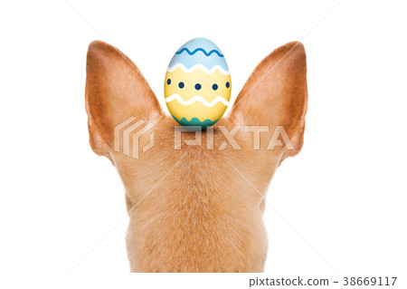 happy easter dog with egg happy easter dog with egg 38669117