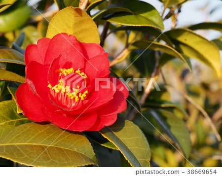 Nanban Red Nanbankou Red camellia 38669654