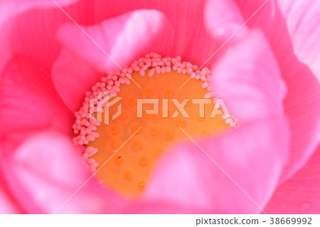 一朵蓮花 一朵蓮花 38669992