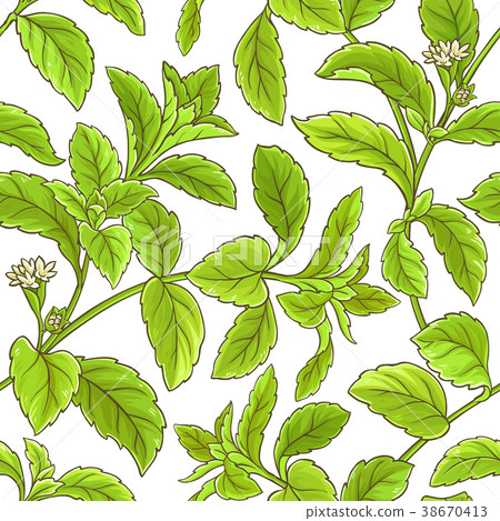 stevia branch vector pattern 38670413