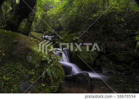 Mossy Valley, Gangwon Province 38670554