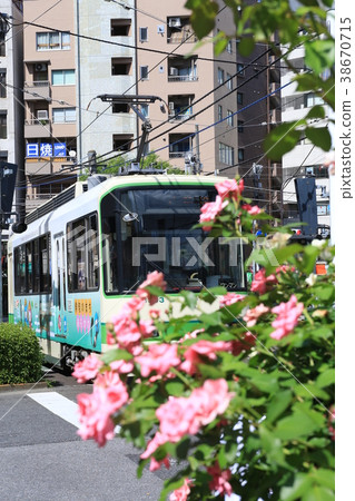 Toden荒川線和玫瑰花 38670715