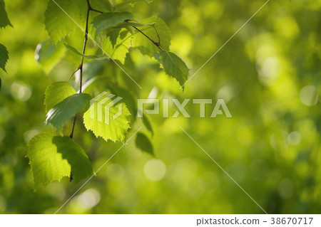 young birch leaves on a wam sunny day 38670717