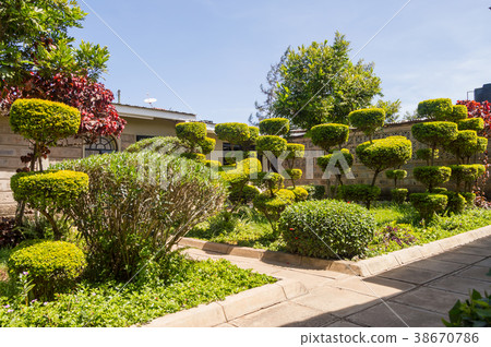 Small garden with boxwood carved in the shape Small garden with boxwood carved in the shape 38670786
