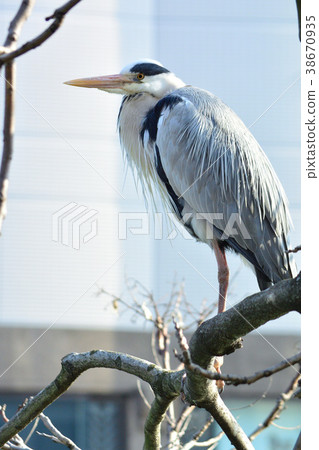 蒼鷺 38670935
